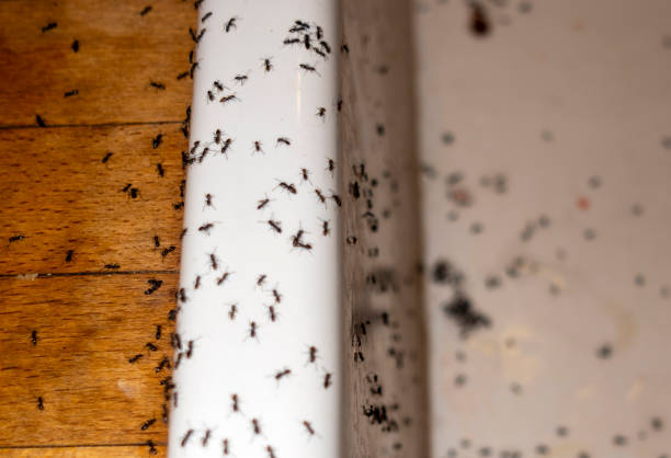 Best Pest Inspection Near Me  in Dumbarton, VA