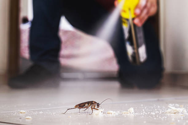 Best Flea Control Services  in Dumbarton, VA
